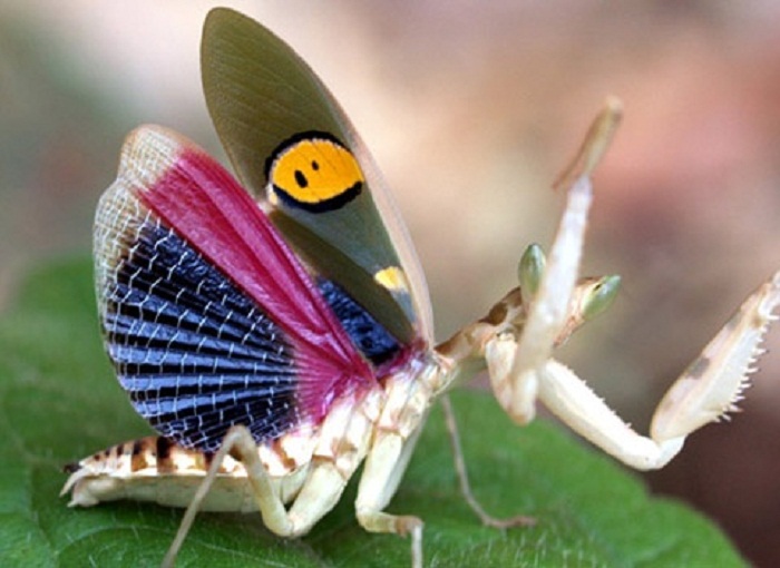 Jeweled-Flower-Mantis-2.jpg