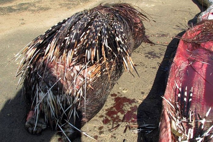 Python Dies Eating a Porcupine
