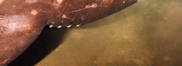 shark