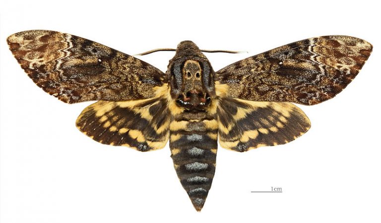 Death’s-head Hawkmoth: The Scary Moth with Human Skull Markings