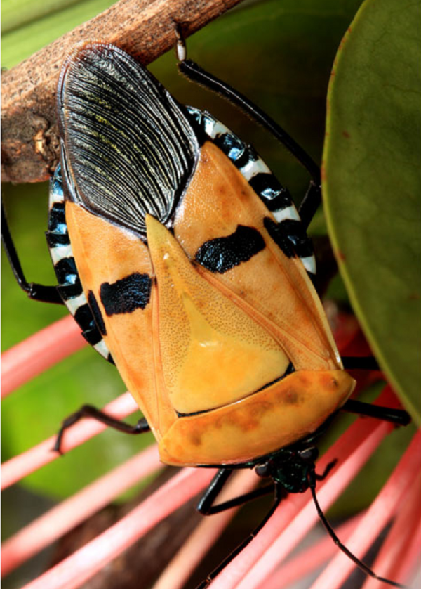 The King is Back! Meet the Elvis Presley Shield Bug - 2NGAW!