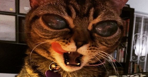 Cute or Scary: Is This an Alien Cat?