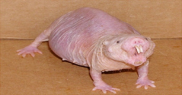 The Naked Mole Rat…The Weirdest Rodent in the World?