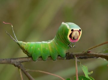 Puss Moth Caterpillar