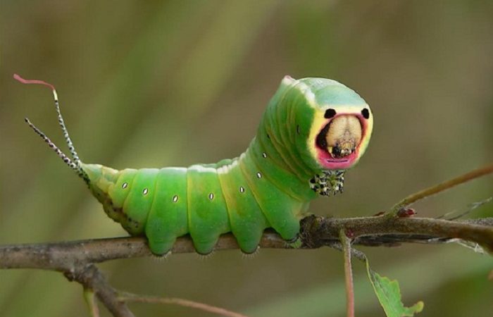 This Caterpillar is Dangerous! Beware of the Puss Moth Caterpillar
