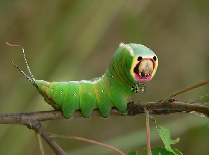 This Caterpillar is Dangerous! Beware of the Puss Moth Caterpillar - 2NGAW!