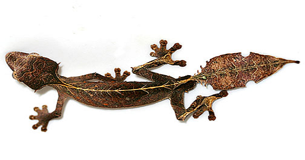 Weird Gecko Alert: The Satanic Leaf-tailed Gecko