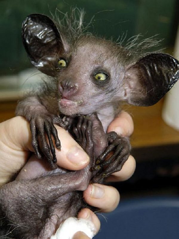 The Scary Aye-Aye: The Bringer of Bad Omens? - 2NGAW!