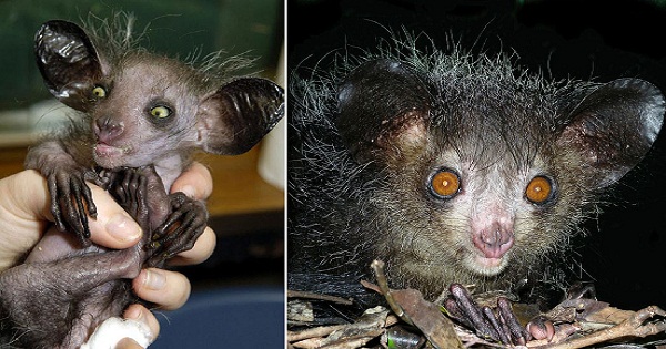 The Scary Aye-Aye: The Bringer of Bad Omens?