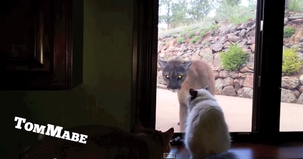 Strange Stand-Off: House Cat versus Mountain Lion