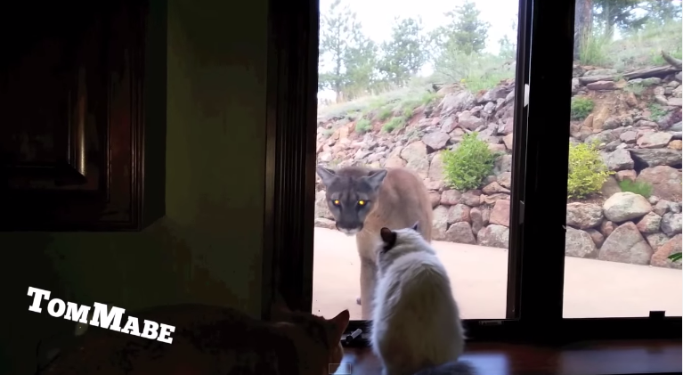 cat versus mountain lion