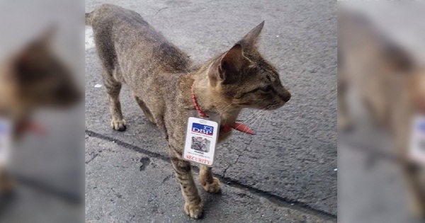 Cat Works as Security Officer in a Philippine Bank