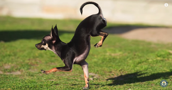 World Record: Fastest Dog on Front Paws