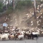 goats out in this viral video