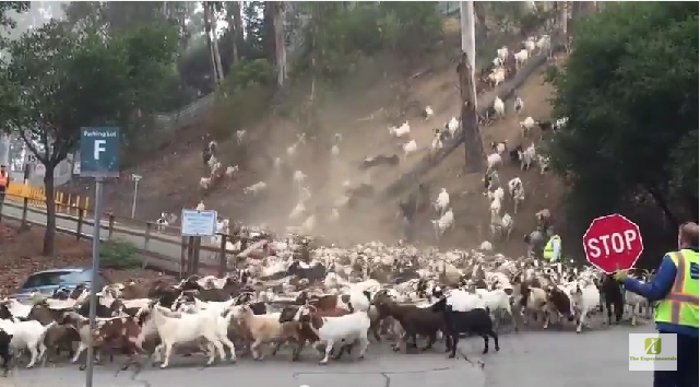 Viral Video: Who Let The Goats Out?