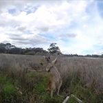 kangaroo bust out air guitar moves