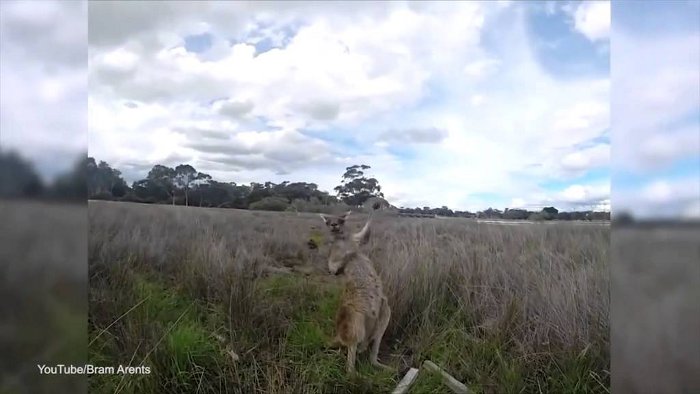 kangaroo bust out air guitar moves