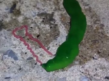 Alien-looking Green Worm