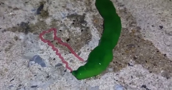 Fisherman Discovers New Species: Alien-looking Green Worm with a Creepy Tongue