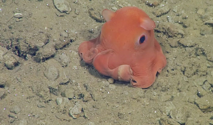 This Pink Octopus is So Cute that Scientists Plan to Name it “Adorabilis”