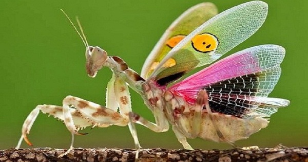 Jeweled Flower Mantis: The Cutest Insect?