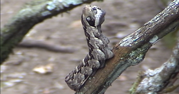 This Large Caterpillar Looks Like a Real Snake…Scary!