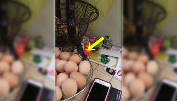 snake-kitchen-egg