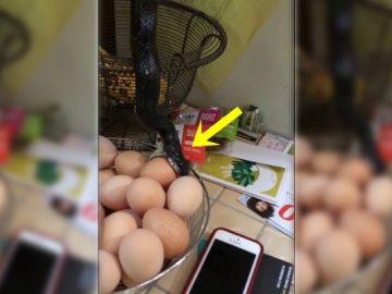 snake-kitchen-egg