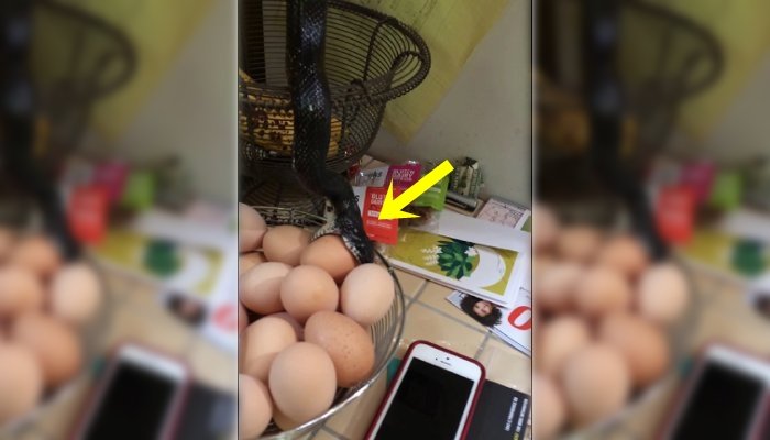 Video: Huge Black Snake Drops into Kitchen Basket and Swallows Egg