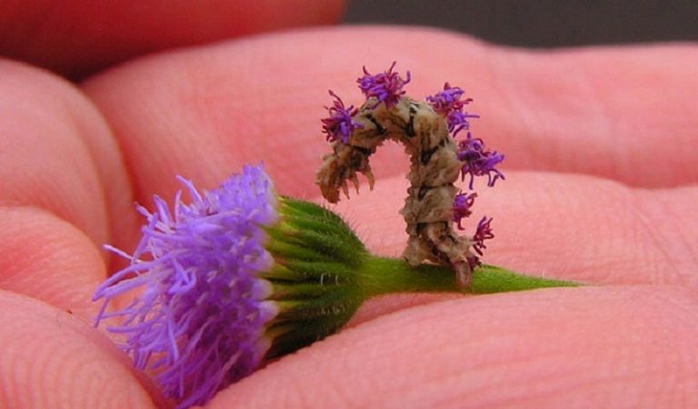 Clever Caterpillar “Wears” Flowers for Camouflage…Incredible Disguise!