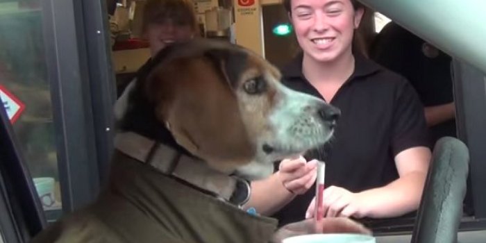 Dog In The Drive Thru Is The Cutest Prank Ever!