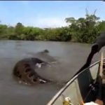 MAN GRABS GIANT SNAKE FROM THE WATER