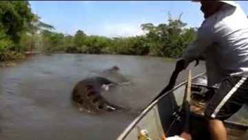 MAN GRABS GIANT SNAKE FROM THE WATER