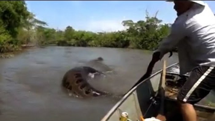 These Fishermen Woke Up A Sleeping Anaconda – And Eventually Regretted It!