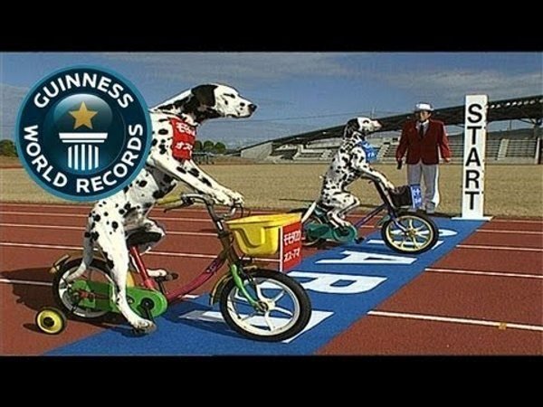 WATCH: Awesome World Record for Dogs Riding Kiddie Bikes to Finish Line