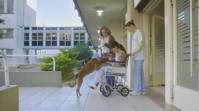 Unbelievable but Beautiful: Dog Recognizes Owner’s Scent from Organ Recipient