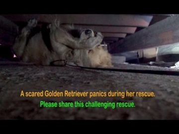 scared-golden-retriever
