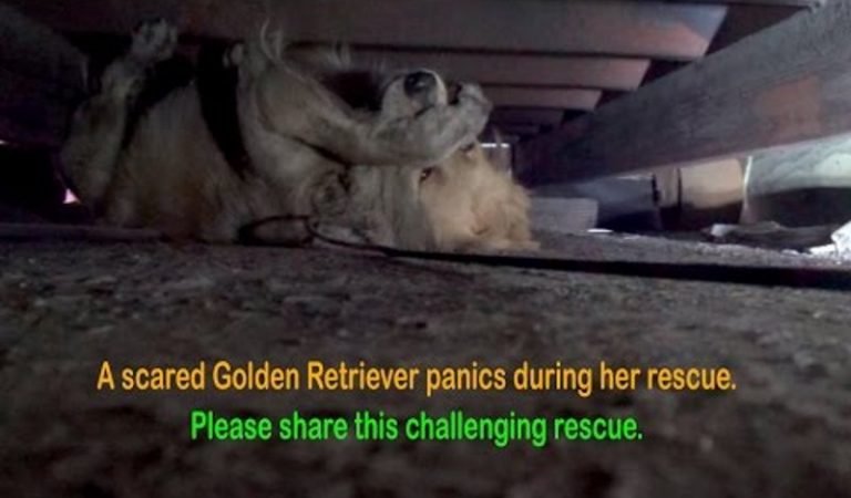 WATCH: Heartwarming Rescue Mission for Frightened Golden Retriever