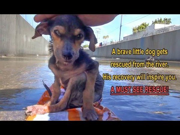 A Brave Little Dog Gets Rescued from the River