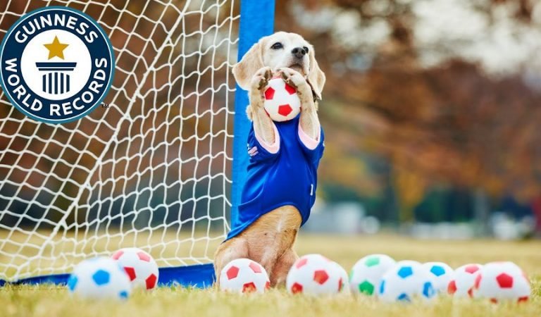 WATCH: Most Balls Caught by a Dog with the Paws in One Minute